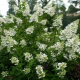 Hydrangea paniculata unic: opis, reprodukcija, recenzije